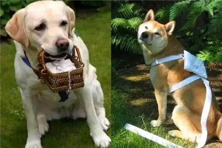 婚禮送戒指創意